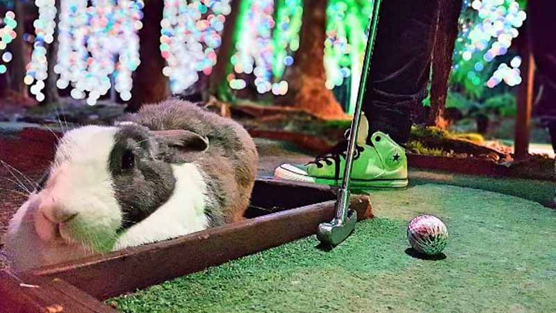 Enjoy the challenge of 18-hole championship Mini Golf at Mini Golf New Zealand's Rotorua course!